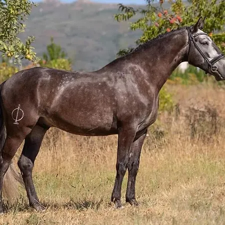 Casa Do Tio Joao Seia