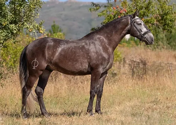 Casa Do Tio João Seia
